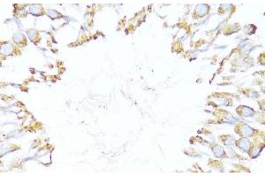 Immunohistochemistry of paraffin-embedded Rat testis using DNAJB11 Polyclonal Antibody at dilution of 1:100 (40x lens). (DNAJB11 Antikörper)