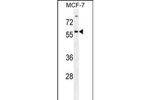 ZN Antibody (Center) (ABIN656186 and ABIN2845514) western blot analysis in MCF-7 cell line lysates (35 μg/lane). (ZNF165 Antikörper  (AA 215-242))