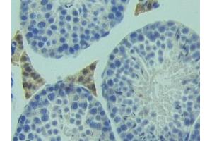 Immunohistochemistry (IHC) image for anti-3-Hydroxy-3-Methylglutaryl-CoA Synthase 1 (Soluble) (HMGCS1) (AA 1-238) antibody (ABIN7443428)