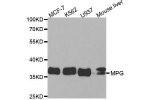 Western blot analysis of extracts of various cell lines, using MPG antibody. (MPG Antikörper  (AA 1-293))
