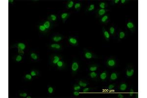 Immunofluorescence of monoclonal antibody to ARL6IP4 on HeLa cell. (ARL6IP4 Antikörper  (AA 261-360))
