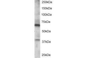Image no. 1 for anti-Regulator of G-Protein Signaling 14 (RGS14) (C-Term) antibody (ABIN374433) (RGS14 Antikörper  (C-Term))