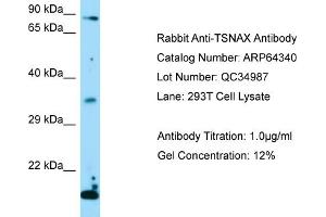 Western Blotting (WB) image for anti-Translin-Associated Factor X (TSNAX) (Middle Region) antibody (ABIN971943) (TSNAX Antikörper  (Middle Region))