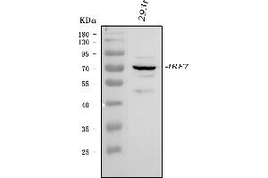 Western blot analysis of IRF7 using anti-IRF7 antibody (ABIN7601022).