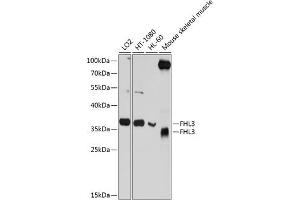 Western blot analysis of extracts of various cell lines, using FHL3 antibody  at 1:1000 dilution. (FHL3 Antikörper  (AA 1-280))