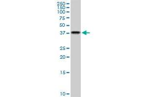 NAPG monoclonal antibody (M03), clone 4B5. (NAPG Antikörper  (AA 1-100))