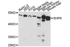 Western blot analysis of extracts of various cell lines, using SHPK antibody (ABIN5996627) at 1:3000 dilution. (SHPK Antikörper)