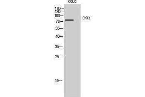 Western Blotting (WB) image for anti-Connector Enhancer of Kinase Suppressor of Ras 1 (CNKSR1) (Internal Region) antibody (ABIN3183986) (CNKSR1 Antikörper  (Internal Region))