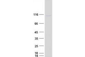 GCFC2 Protein (Myc-DYKDDDDK Tag)