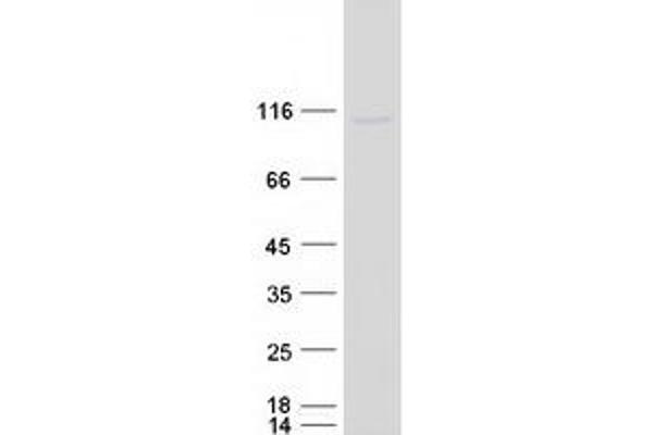 GCFC2 Protein (Myc-DYKDDDDK Tag)