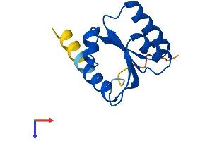 RPL30 Protein (AA 1-115) (His tag)