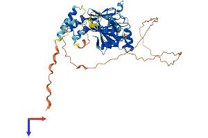 IRF6 Protein (AA 1-467) (His tag)