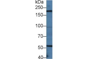 Western blot analysis of Mouse Small intestine lysate, using Mouse LAMb2 Antibody (2 µg/ml) and HRP-conjugated Goat Anti-Rabbit antibody (