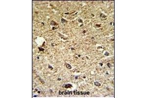 Formalin-fixed and paraffin-embedded human brain tissue reacted with CCRN4L Antibody (C-term), which was peroxidase-conjugated to the secondary antibody, followed by DAB staining. (CCRN4L Antikörper  (C-Term))