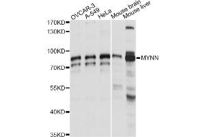 Western blot analysis of extracts of various cell lines, using MYNN antibody (ABIN6291174) at 1:1000 dilution.