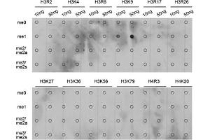 Dot-blot analysis of various methylation peptides using Monomethyl-Histone H3-K9 antibody (ABIN5969805). (Histone 3 Antikörper  (H3K9me))