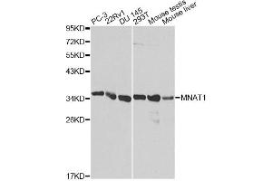 Western blot analysis of extracts of various cell lines, using MNAT1 antibody (ABIN1873734) at 1:1000 dilution. (MNAT1 Antikörper)
