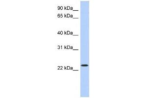 Western Blotting (WB) image for anti-Activating Transcription Factor 3 (ATF3) antibody (ABIN2458249) (ATF3 Antikörper)