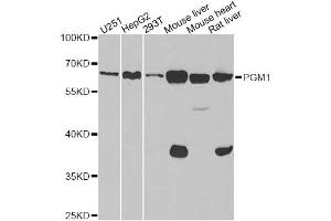 Western blot analysis of extracts of various cell lines, using PGM1 antibody. (Phosphoglucomutase 1 Antikörper)