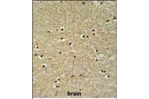 BHLHB5 Antibody (Center) (ABIN650975 and ABIN2840018) IHC analysis in formalin fixed and paraffin embedded human brain tissue followed by peroxidase conjugation of the secondary antibody and DAB staining. (BHLHE22 Antikörper  (AA 236-264))