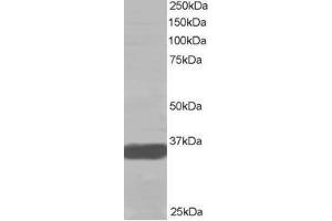 Image no. 1 for anti-Mortality Factor 4 Like 2 (MORF4L2) (N-Term) antibody (ABIN374201) (MORF4L2 Antikörper  (N-Term))
