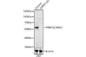 Western blot analysis of extracts from normal (control) and PRMT4/C knockout (KO) 293T cells, using PRMT4/C antibody (ABIN1682307, ABIN3015886, ABIN3015887 and ABIN6219468) at 1:500 dilution. (CARM1 Antikörper  (AA 409-608))