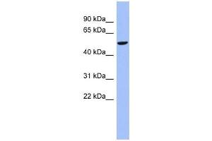 CBLL1 antibody used at 0. (CBLL1 Antikörper  (N-Term))