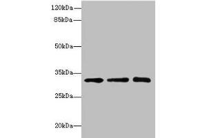 SGCD antibody  (AA 60-289)