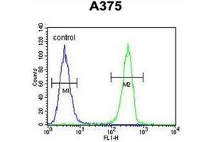Flow cytometric analysis of A375 cells using HOXA9 / HOX1G Antibody (C-term) Cat. (HOXA9 Antikörper  (C-Term))