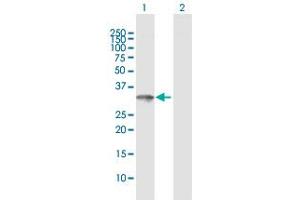 Western Blot analysis of ZNF397 expression in transfected 293T cell line by ZNF397 MaxPab polyclonal antibody. (ZNF397 Antikörper  (AA 1-275))