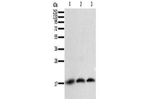 Western Blotting (WB) image for anti-Baculoviral IAP Repeat-Containing 5 (BIRC5) antibody (ABIN2428784) (Survivin Antikörper)