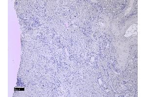 Immunohistochemistry (IHC) image for anti-Dynactin 3 (p22) (Dctn3) (Internal Region) antibody (ABIN571258)