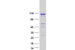 Validation with Western Blot (NLRP2 Protein (Myc-DYKDDDDK Tag))