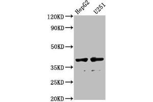 Western Blot Positive WB detected in: HepG2 whole cell lysate, U251 whole cell lysate All lanes: AMBP antibody at 1:1000 Secondary Goat polyclonal to rabbit IgG at 1/50000 dilution Predicted band size: 39 kDa Observed band size: 39 kDa (AMBP Antikörper  (AA 20-203))