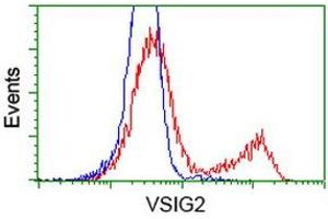 HEK293T cells transfected with either RC200170 overexpress plasmid (Red) or empty vector control plasmid (Blue) were immunostained by anti-VSIG2 antibody (ABIN2454003), and then analyzed by flow cytometry. (VSIG2 Antikörper)