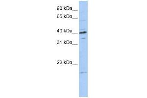 TPPP3 antibody used at 1 ug/ml to detect target protein.