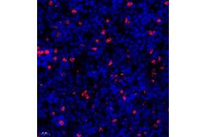 Immunofluorescence of paraffin embedded mouse spleen using ly6g (ABIN7074524) at dilution of 1:600 (400x lens) (Ly6g Antikörper)