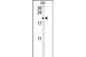 TAC1 Antibody (C-term) (ABIN652053 and ABIN2840522) western blot analysis in 293 cell line lysates (35 μg/lane). (TAC1 Antikörper  (C-Term))