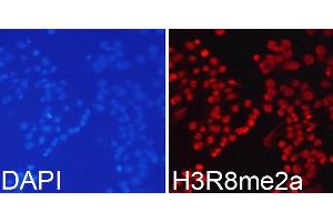 Immunofluorescence analysis of 293T cells using Asymmetric DiMethyl-Histone H3-R8 antibody (ABIN3017485, ABIN3017486, ABIN3017487 and ABIN6220109). (Histone 3 Antikörper  (H3R8me2))