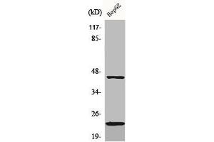 Western Blot analysis of HepG2 cells using CD83 Polyclonal Antibody (CD83 Antikörper  (Internal Region))