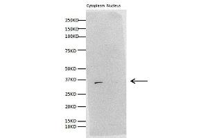 WB Image Sample (30 ug of whole cell lysate) A: H1299 B: Hela 10% SDS PAGE antibody diluted at 1:1000 (Prohibitin 2 Antikörper)