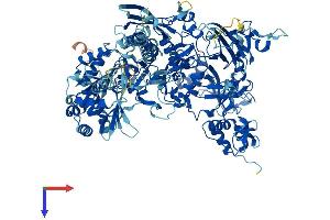 POLR3B Protein (AA 1-1133) (His tag)