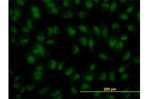 Image no. 4 for anti-Interferon Regulatory Factor 2 (IRF2) (AA 216-316) antibody (ABIN598766) (IRF2 Antikörper  (AA 216-316))