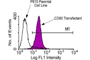 Flow Cytometry (FACS) image for anti-CD80 (CD80) antibody (FITC) (ABIN371005) (CD80 Antikörper  (FITC))