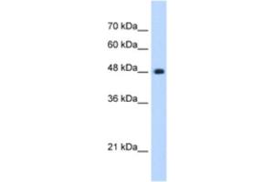 Western Blotting (WB) image for anti-Sad1 and UNC84 Domain Containing 2 (SUN2) antibody (ABIN2463047)