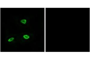 Immunofluorescence (IF) image for anti-Olfactory Receptor, Family 52, Subfamily N, Member 1 (OR52N1) (AA 269-318) antibody (ABIN2891128) (OR52N1 Antikörper  (AA 269-318))