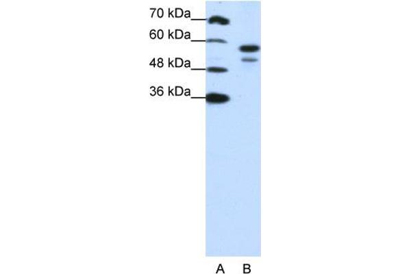 U2AF2 Antikörper  (N-Term)