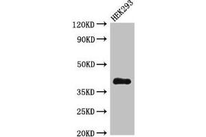 Western Blot Positive WB detected in: HEK293 whole cell lysate All lanes: DHRS13 antibody at 4 μg/mL Secondary Goat polyclonal to rabbit IgG at 1/50000 dilution Predicted band size: 41, 36, 33 kDa Observed band size: 41 kDa (DHRS13 Antikörper  (AA 1-327))