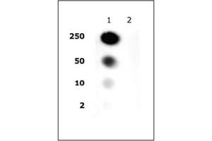 Histone H2A/H4 phospho Ser1 pAb tested by dot blot analysis. (Histone H2A, H4 (pSer1) Antikörper)