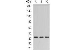 Western blot analysis of SULT2B1 expression in HT29 (A), mouse brain (B), rat brain (C) whole cell lysates. (SULT2B1 Antikörper)